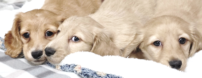 55eb1a477ba1f6cebe743942a0b0292b_1764431276_8683.jpg 55eb1a477ba1f6cebe743942a0b0292b_1764431276_8683.jpg