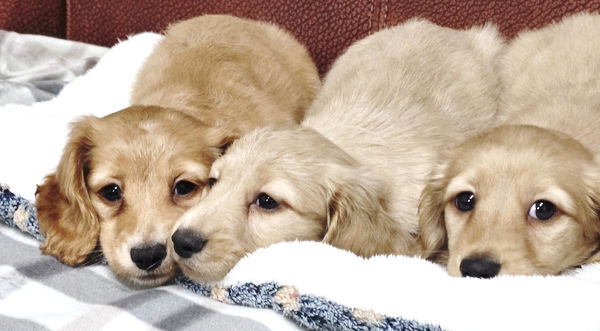 55eb1a477ba1f6cebe743942a0b0292b_1764431276_9337.jpg 55eb1a477ba1f6cebe743942a0b0292b_1764431276_9337.jpg