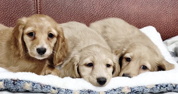 55eb1a477ba1f6cebe743942a0b0292b_1764431277_2215.jpg 55eb1a477ba1f6cebe743942a0b0292b_1764431277_2215.jpg