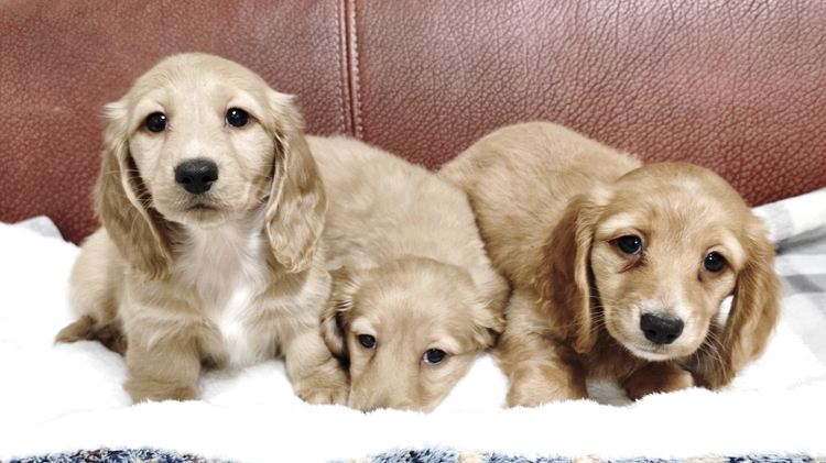 55eb1a477ba1f6cebe743942a0b0292b_1764431277_8898.jpg 55eb1a477ba1f6cebe743942a0b0292b_1764431277_8898.jpg