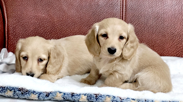 55eb1a477ba1f6cebe743942a0b0292b_1764432804_2108.jpg 55eb1a477ba1f6cebe743942a0b0292b_1764432804_2108.jpg