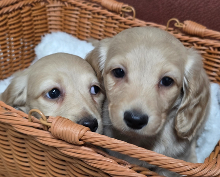 55eb1a477ba1f6cebe743942a0b0292b_1764432804_3169.jpg 55eb1a477ba1f6cebe743942a0b0292b_1764432804_3169.jpg