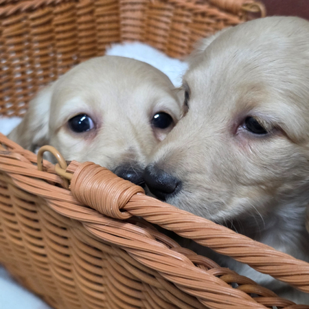 55eb1a477ba1f6cebe743942a0b0292b_1764432804_4662.jpg 55eb1a477ba1f6cebe743942a0b0292b_1764432804_4662.jpg